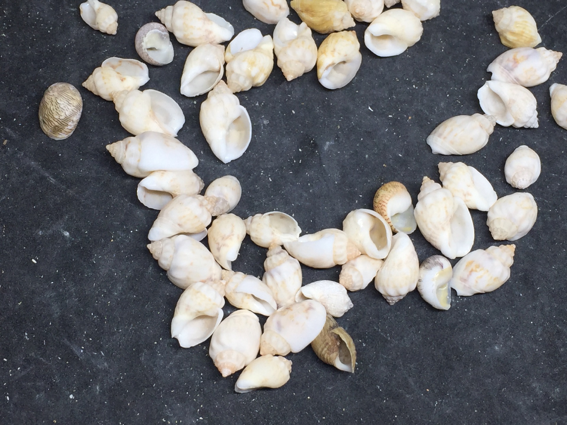 青米螺 工艺辅料 鱼缸造景配件 微景观装饰 天然贝壳小海螺