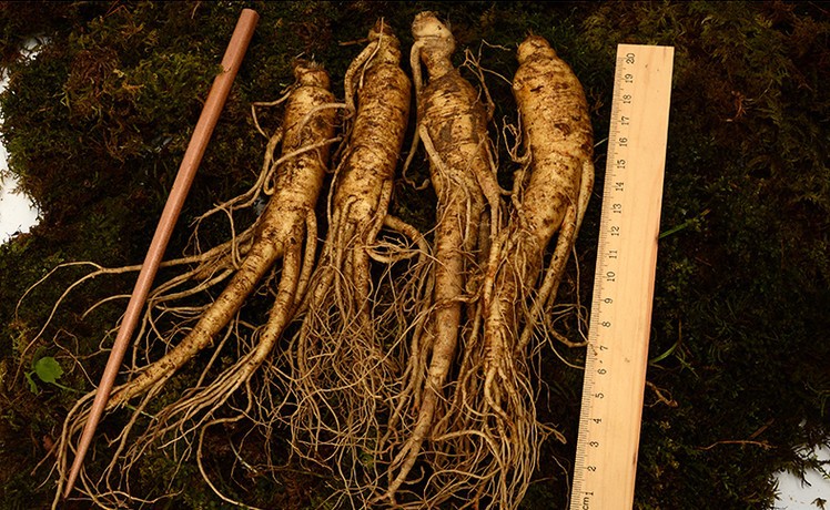 厂家供应 批发人参 鲜参 土参 现挖现卖 中药材