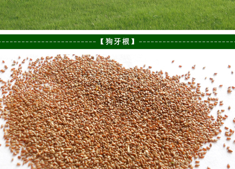 批发进口草坪种子美国四季青种子 草籽 护坡 耐热 抗旱 耐修剪