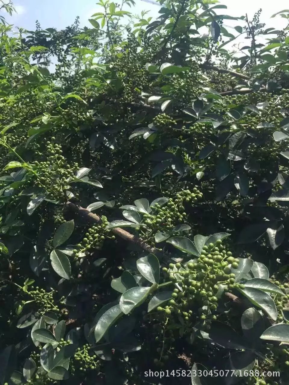 产地批发四川特麻花椒麻椒 无籽金阳干青花椒 川菜火锅必备调味料