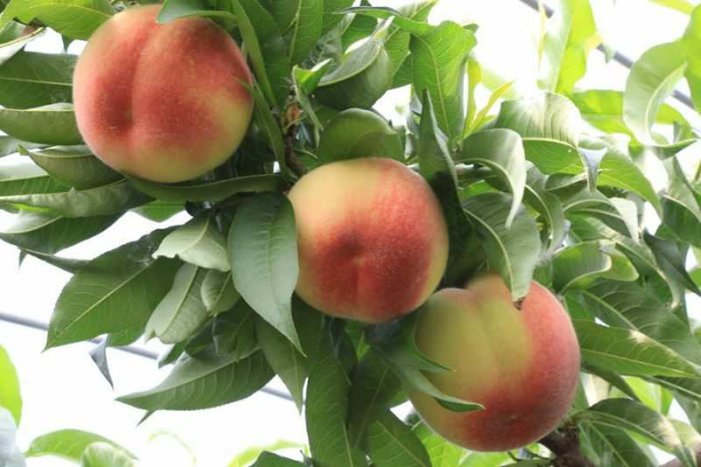 新鲜水果批发4两左右一箱12个踢球山新鲜水果水蜜桃毛桃