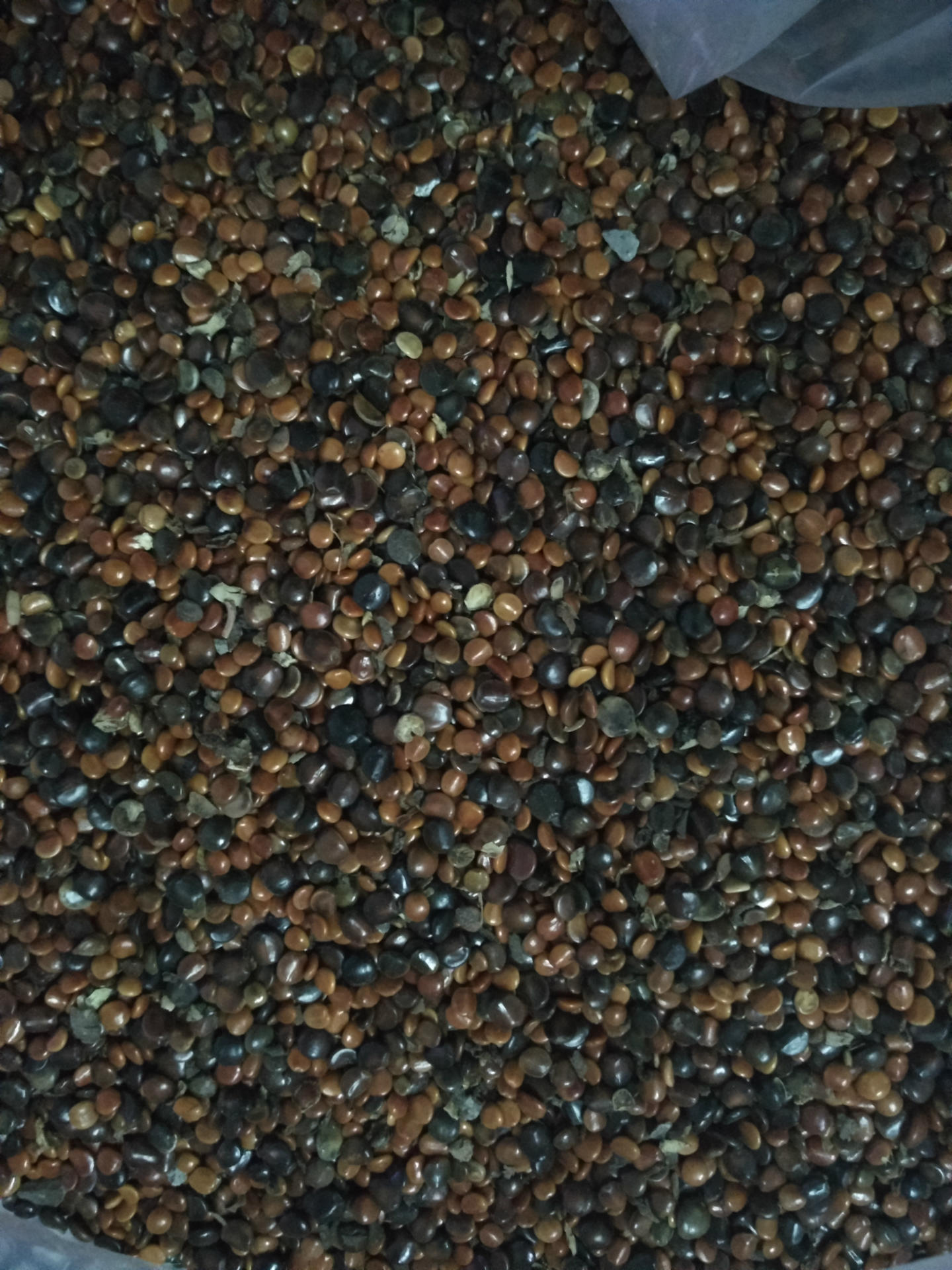 现货供应新货枳椇子 拐枣子鸡爪梨籽批发 拐枣籽农副产品