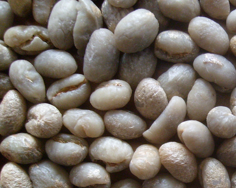 云南咖啡生豆 精选咖啡水洗圆豆 咖啡烘焙生豆 保山小粒咖啡.