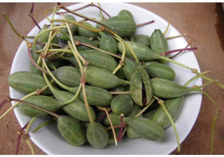 新疆吐鲁番野西瓜 中药材批发 人工挑选野西瓜老鼠瓜500g