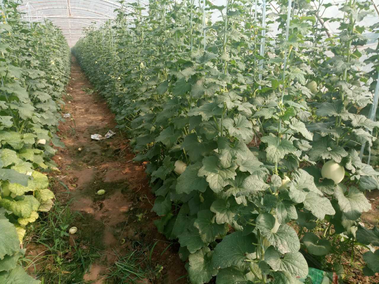 【脆梨甜瓜批发】 产地直销 新鲜水果批发 汁多肉甜 现摘现卖