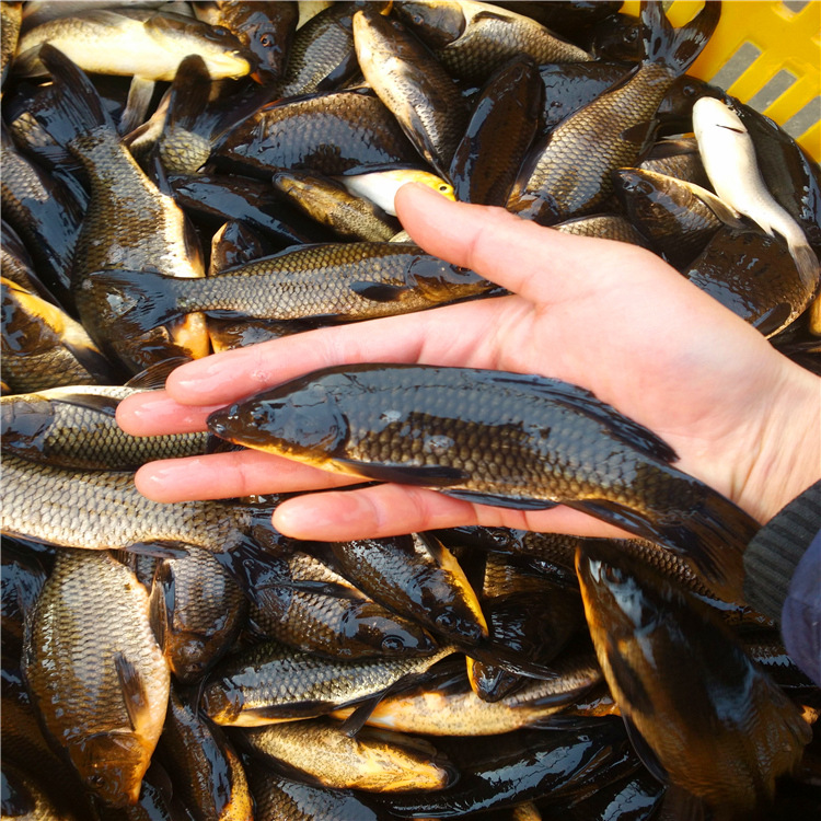 黑锦鲤,乌黑龙凤镇宅龙凤锦鲤,纯种黑鲤墨鲤大量批发