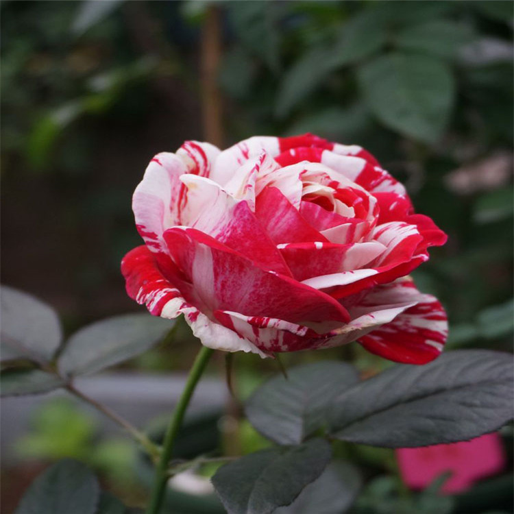 进口盆栽月季节日礼花月季 条纹月季 大花月季欧月2年大苗