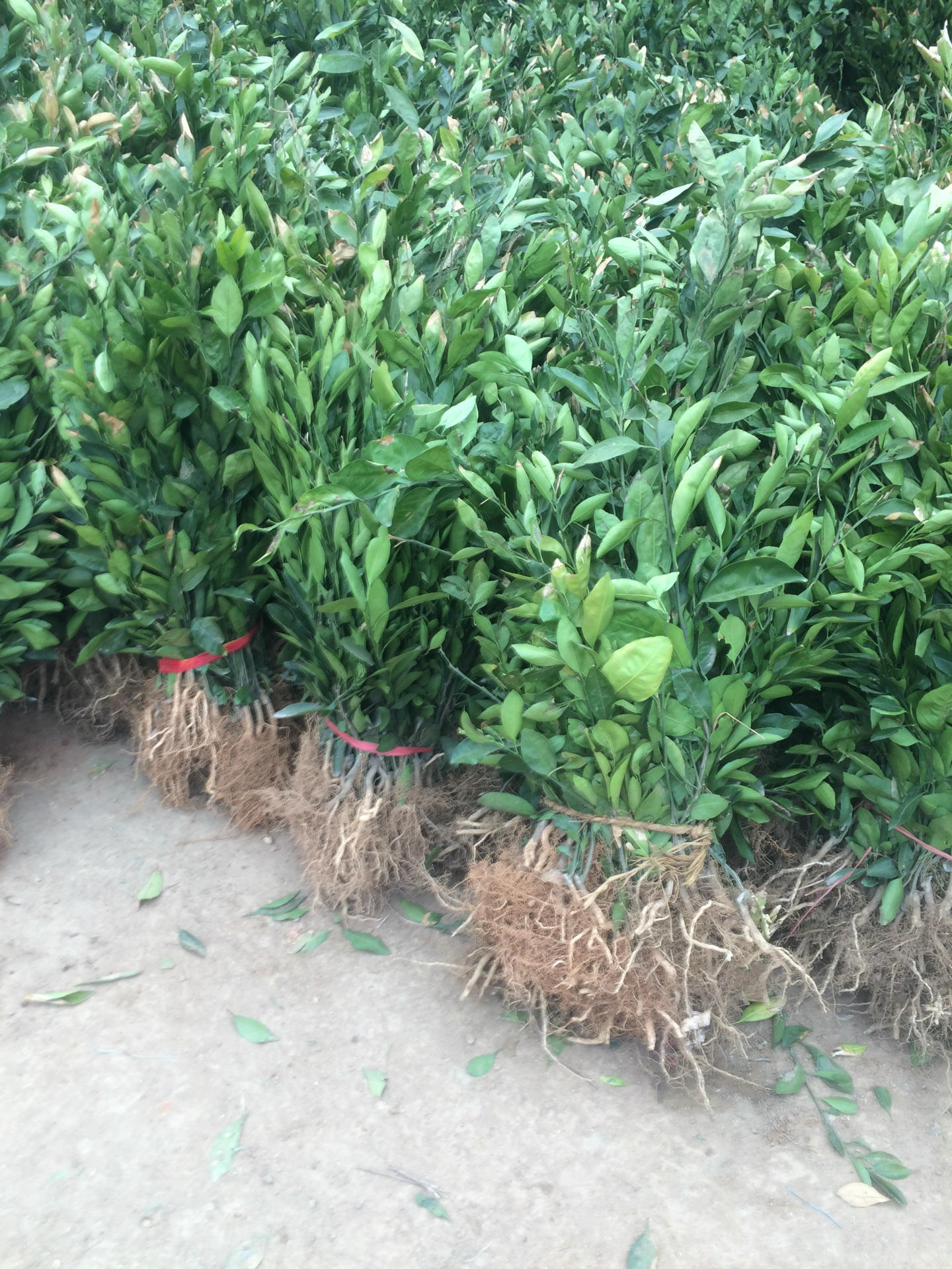 批发桔苗橘子树苗十堰桔苗果树苗