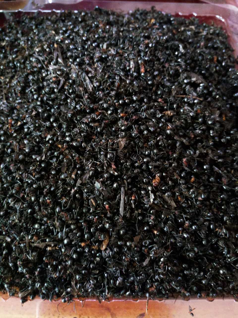 杞道-黑蚂蚁批发拟黑多刺蚁天然高含量蚂蚁蚁酸泡酒磨粉100克/件