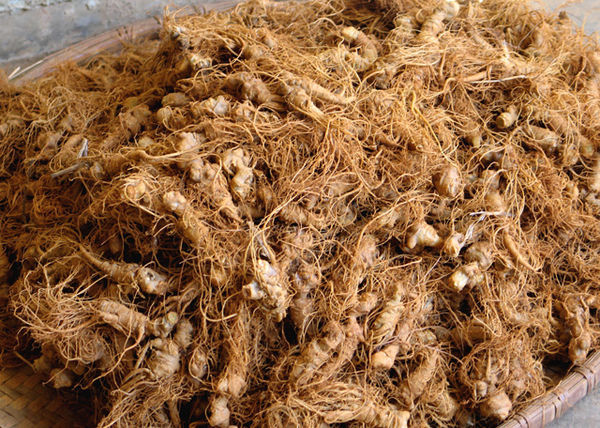 云南文山三七25头30头40头三七田七云南中药材特产文山种.