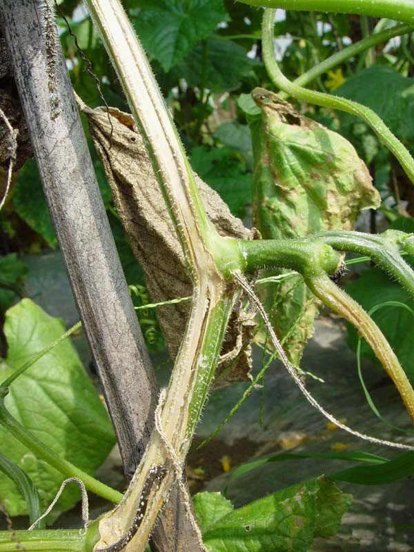 厂家直销杀菌剂50异菌脲果树腐烂克星蔓枯根腐病干悬浮剂