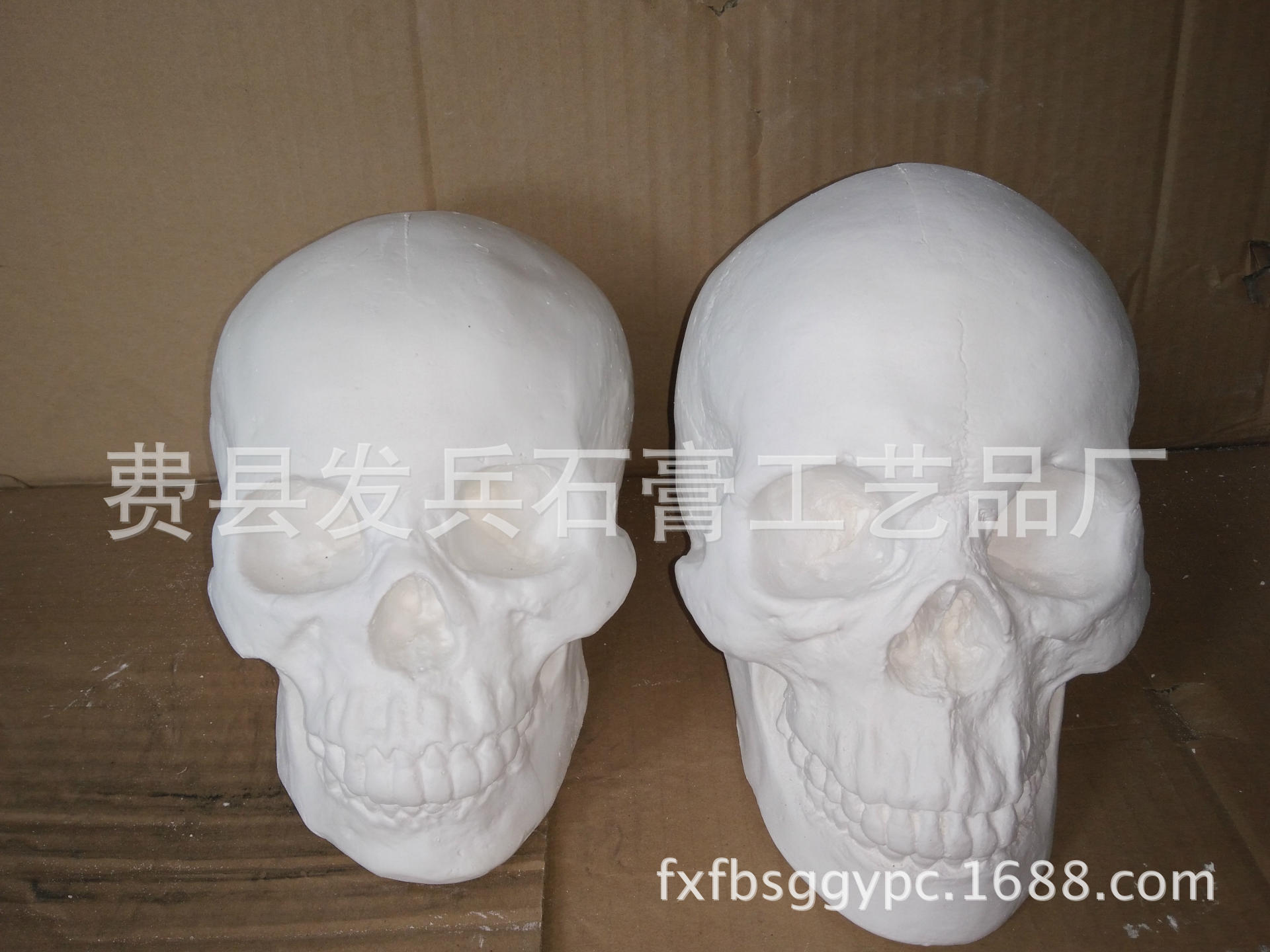 厂家批发零售石膏教具 素描石膏 男女头骨 一对