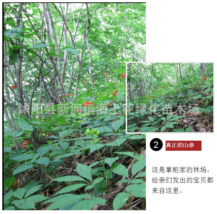 东北长白山催芽人参种子西洋参种子野山参种子人参苗盆栽中药材
