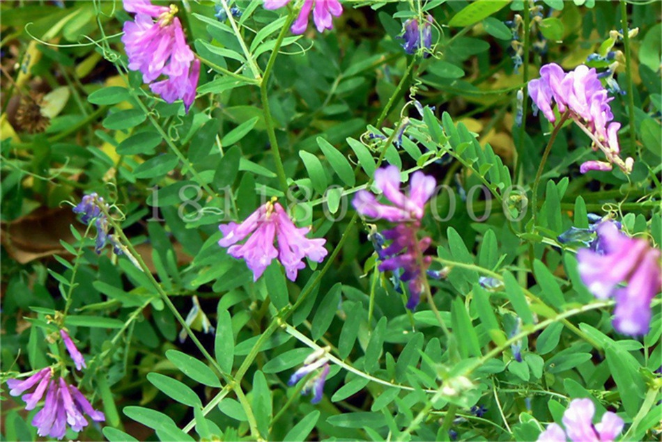 批发光叶紫花苕子种子 紫苕子毛苕子 箭舌豌豆绿肥种子饲料作物营