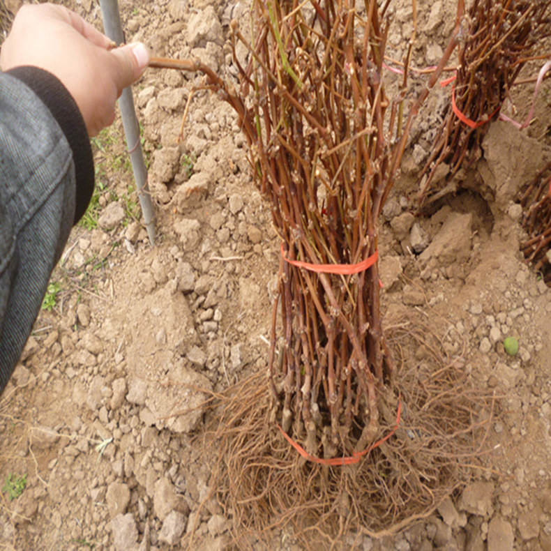 当年结果优质葡萄苗 长期供应易成活 现货批发出售 玫瑰香葡.