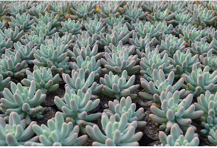 漳州多肉植物批发 玉葡萄 乙女心 多肉植物 防辐射盆景盆.