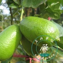 台湾香水柠檬苗 嫁接柠檬树苗 四季结果青柠檬苗苗庭院果树苗