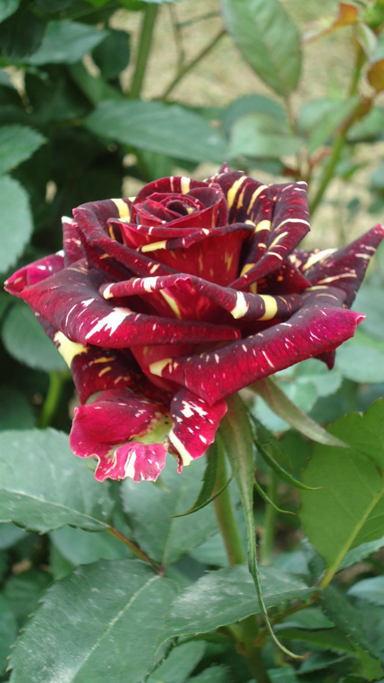 苏之叶批发流星雨月季品种丰花月季花 流星雨盆栽花卉 藤爬植物藤本