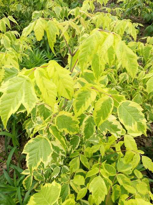 供应花叶复叶槭 金边复叶槭 银边复叶槭 耐寒耐旱