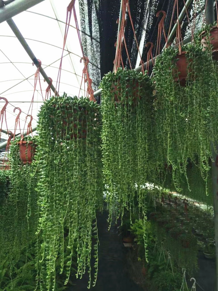 批发垂吊植物花叶霹雳180# 垂直绿化工程苗木 小盆栽