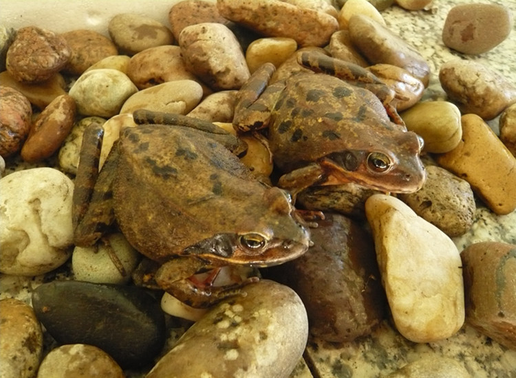 预售 吉林长白山林蛙种蛙 林蛙种苗 林蛙卵 供货期 4月初-4月末