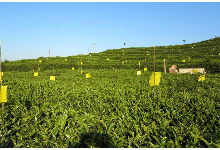 批发双面进口胶粘虫黄板/蓝板/塑料粘虫板/杀虫板/诱虫板 配铁丝