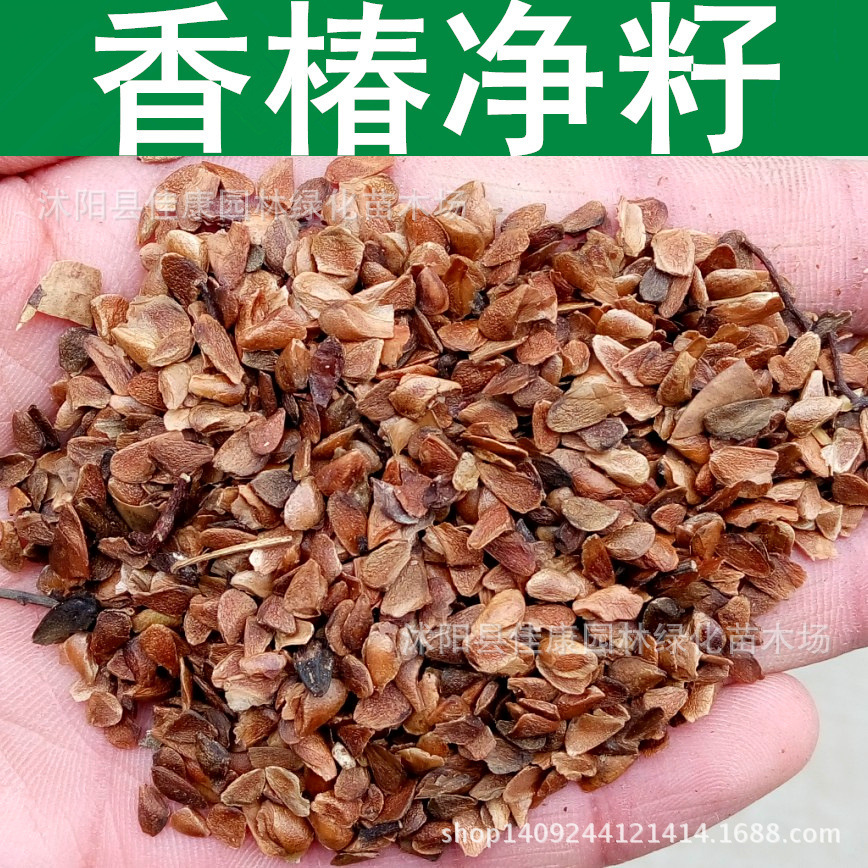 林木种子 香椿种子 香椿树种子 香椿净籽 1件=1斤-阿里巴巴