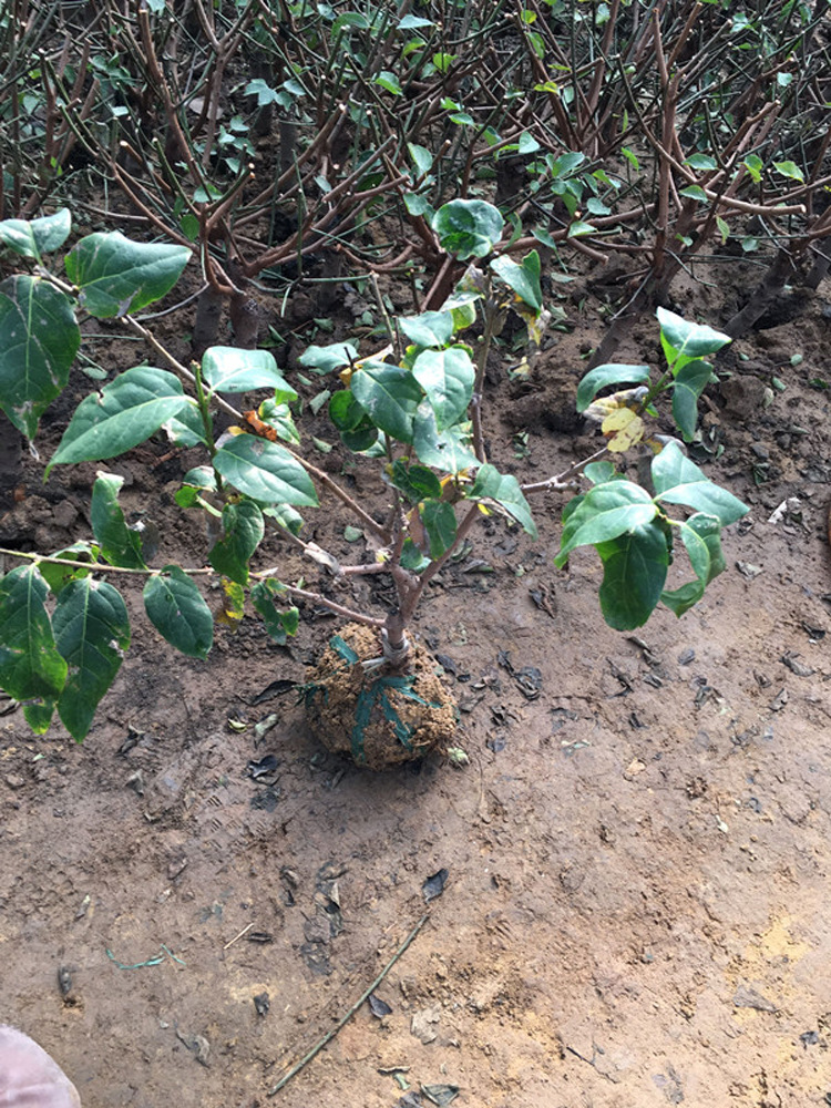 基地批发梅花苗腊梅树苗庭院观花植物绿化苗木成活率高