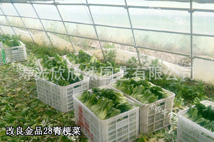 金品28青梗菜种子小白菜上海小青菜油菜种子 产量高100克罐装