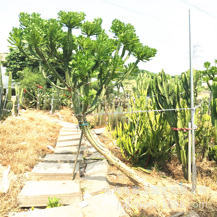霸王鞭大戟科植物高3米 乔木状 常绿景观 大型多浆植物沙漠植物
