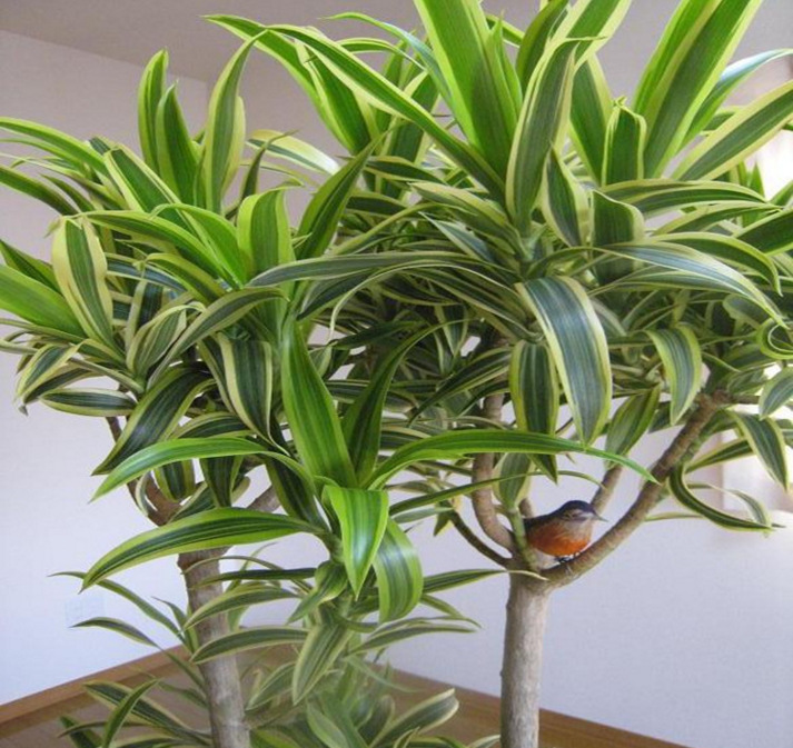 批发巴西美人盆栽销售 办公室盆栽 规格齐全 巴西美人 室内.