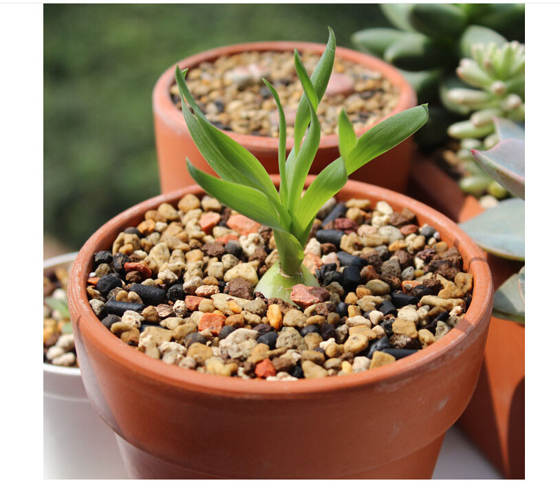 多肉植物园艺彩虹石 虹彩石彩色小石子花盆装饰 鱼缸用装饰摆件