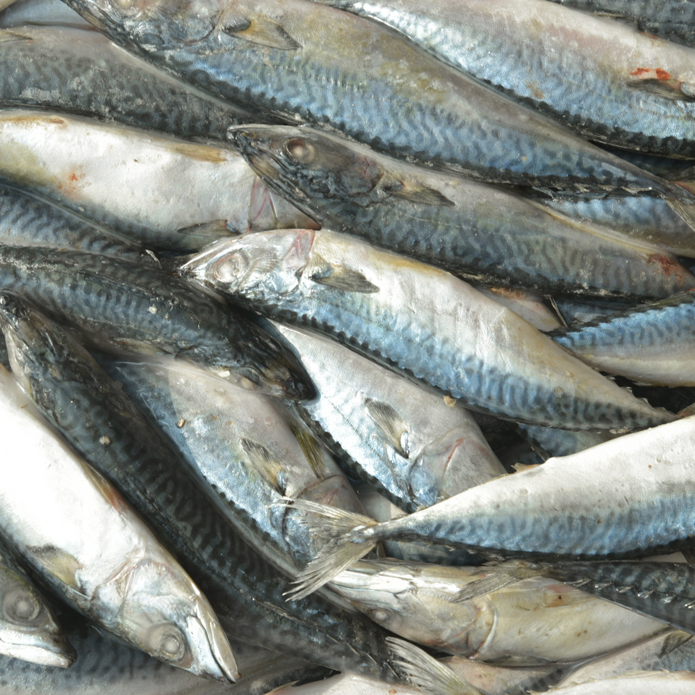 新鲜冷冻青占鱼 厂家直营 专业供应冷冻海鲜