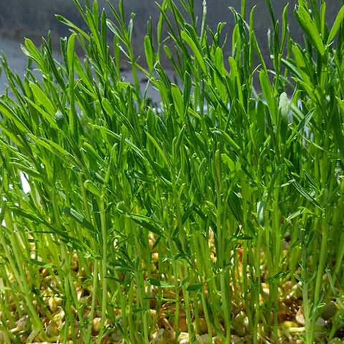 紫花苜蓿种整包2015特色蔬菜芽苗菜种子50g种植批发公司