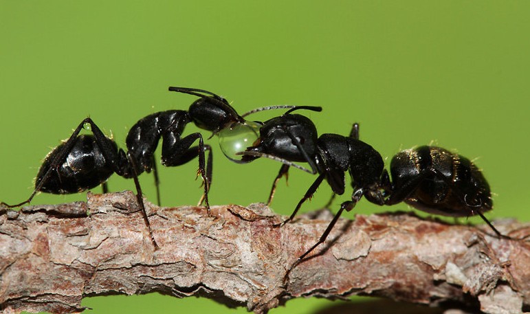 杞道-黑蚂蚁批发拟黑多刺蚁天然高含量蚂蚁蚁酸泡酒磨粉100克/件