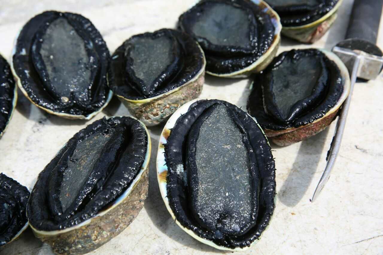 品种鲍鱼商品属性商品属性商品描述价格说明订购说明买家评价(0)商品