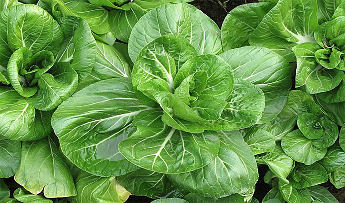 祖研牌超纯上海夏冬青小油菜青菜鸡毛菜种子白梗鸡毛菜种子 - 蔬菜