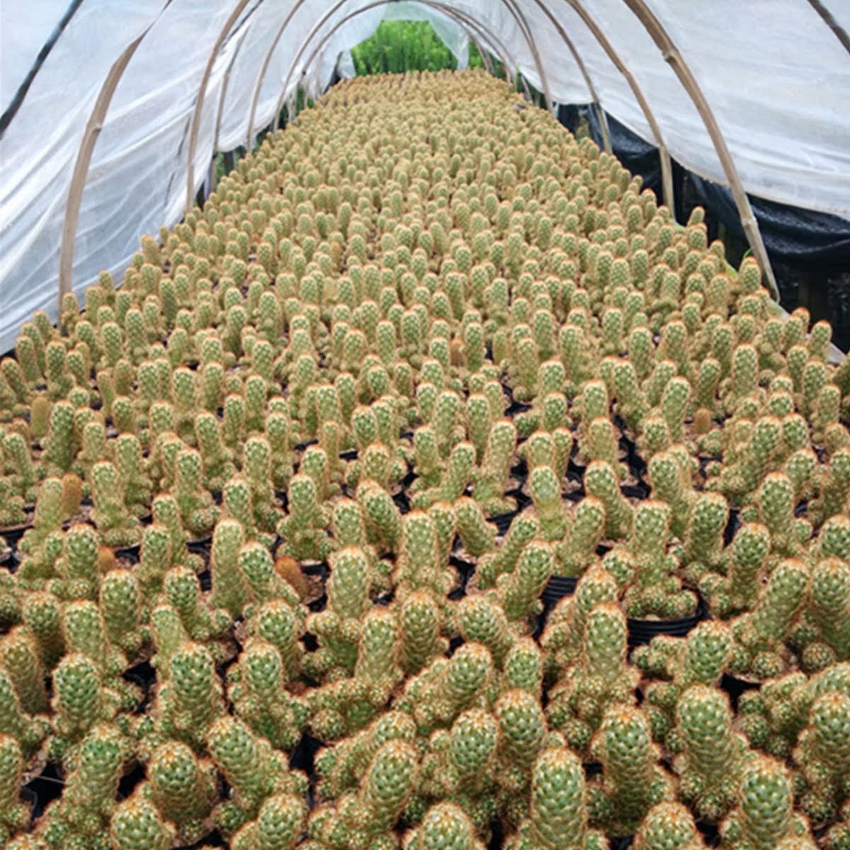 七王子 金手指仙人球肉肉植物批发 组合盆栽仙人掌 办公室防辐射