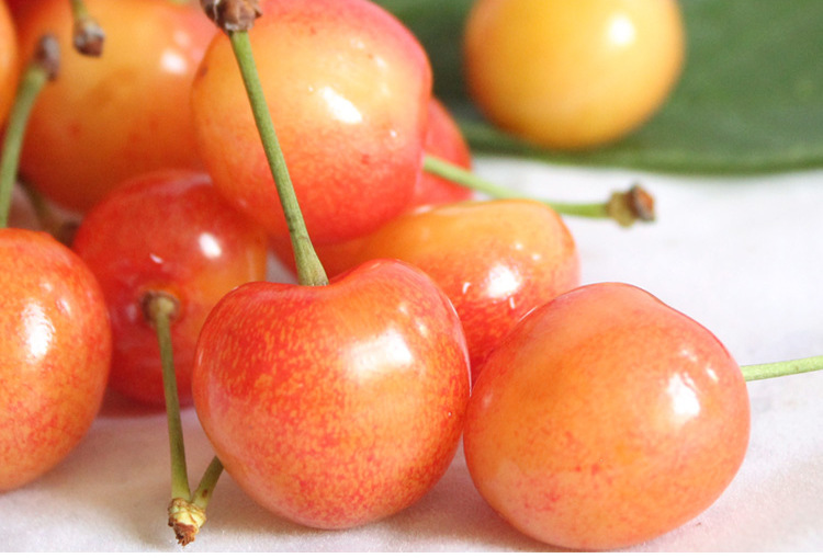 预售烟台大樱桃黄水晶顺丰航空包邮限山东江浙沪京津冀地区包