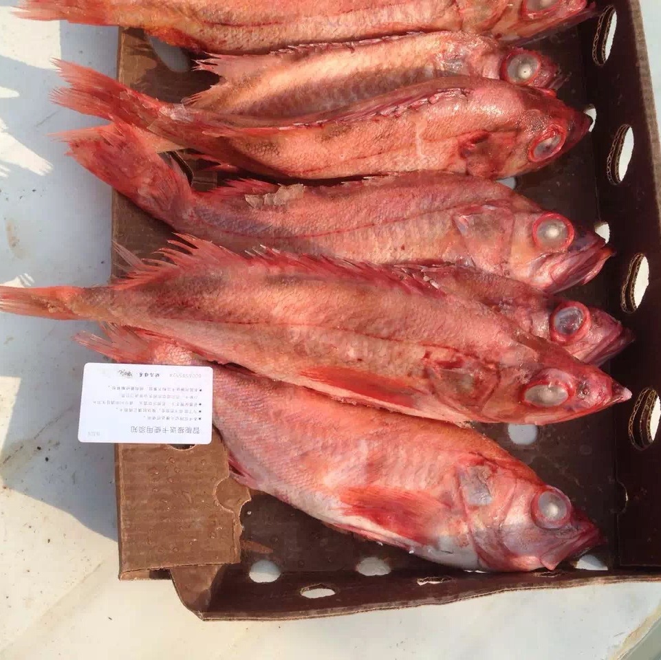 美国太平洋红鱼600-800g/条婚宴酒店红鲈鱼