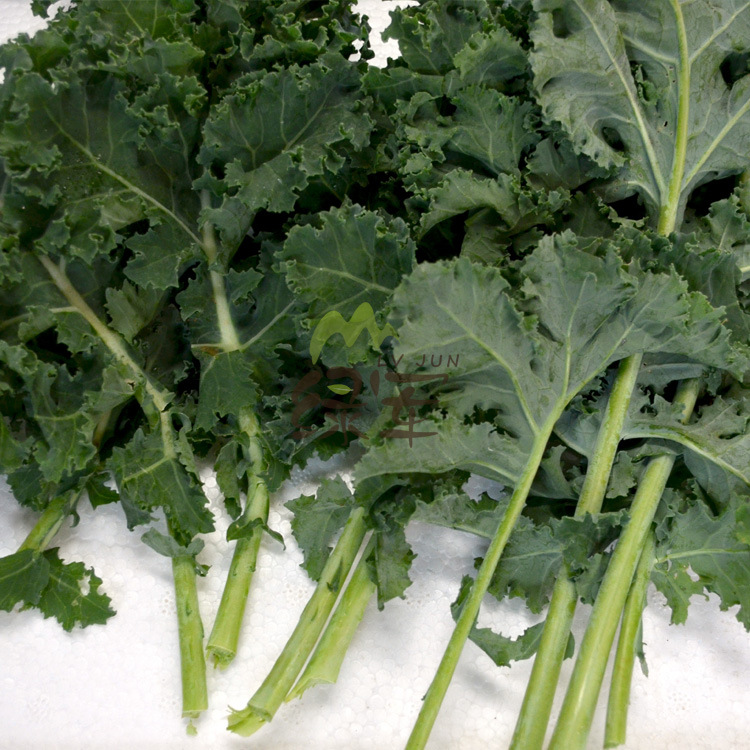 云南特产新鲜野羽衣甘蓝批发芥兰产地直销农家菜野菜批发