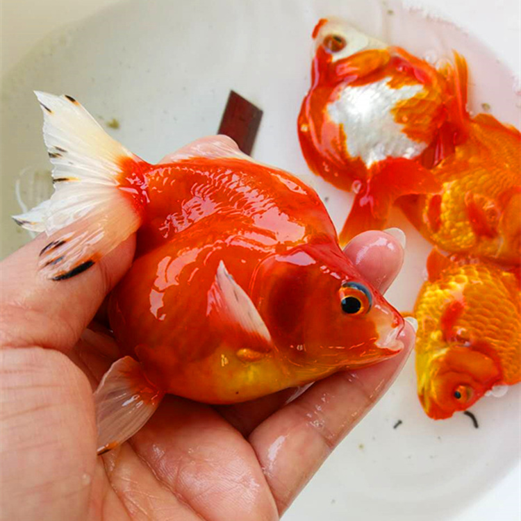 兰寿金鱼国寿精品兰寿金鱼批发价格优惠