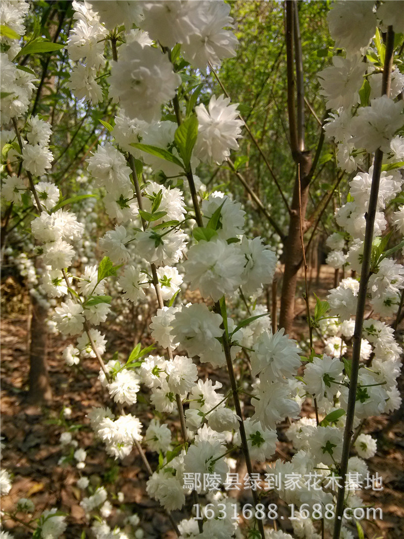 批发2-3公分郁李,粉花麦李苗,白花郁李小苗10万棵