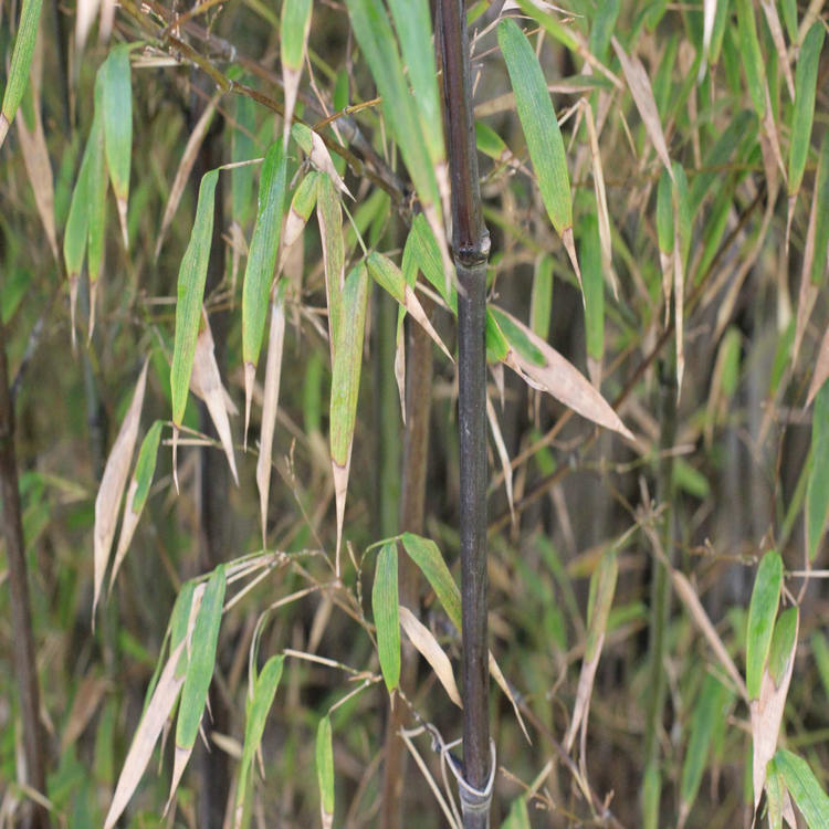 基地批发优质竹子110公分的紫竹树干直成活率高质量保