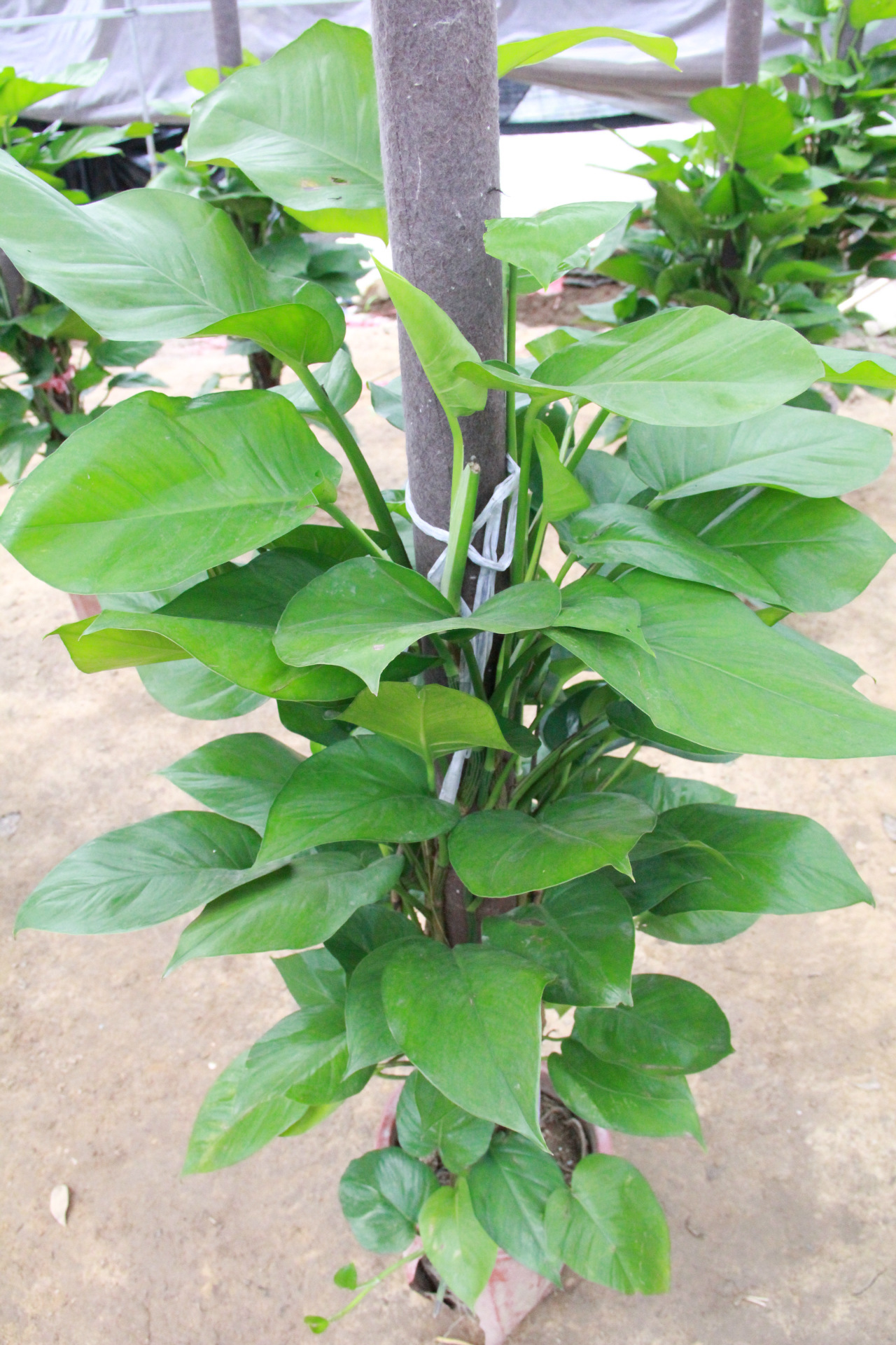 大叶绿萝 绿萝桩盆栽 室内大型盆景 观叶植物 净化空气 绿萝盆栽