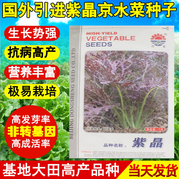 紫晶京水菜种子 奇趣蔬菜种子批发 紫生菜 紫苦苣芥菜 原包装10克
