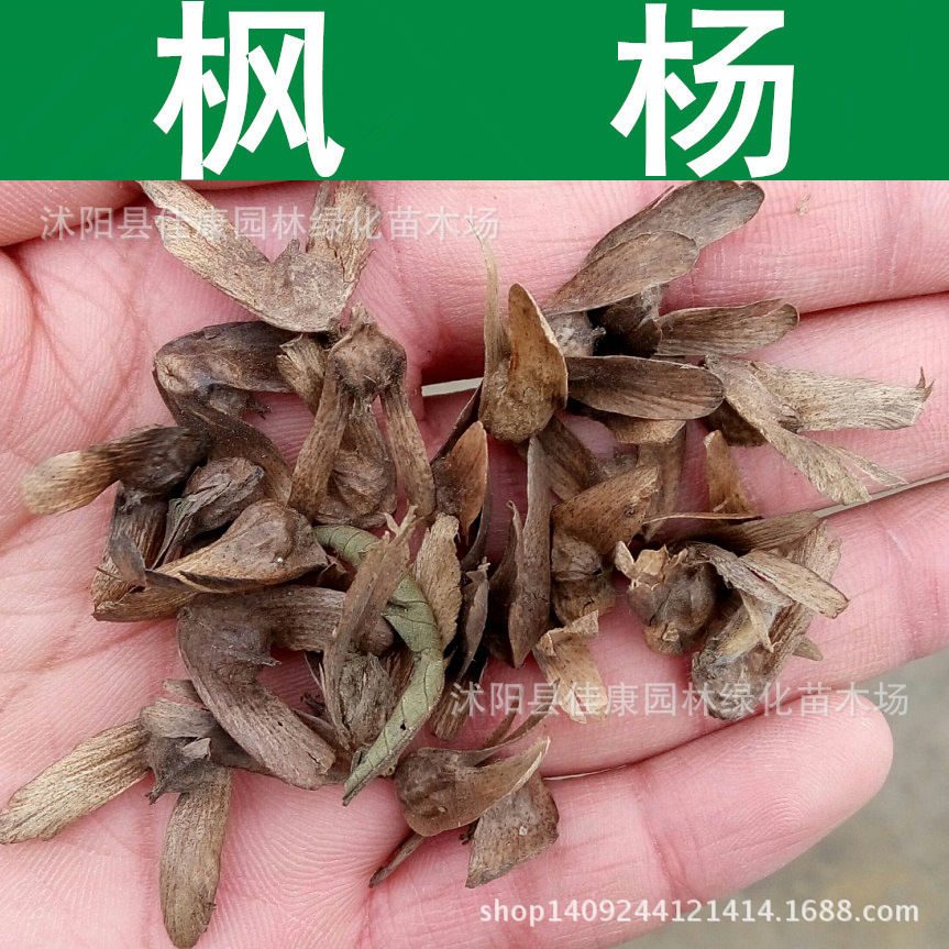 新采枫杨种子 枰柳白杨 大叶柳 大叶头杨树 枰伦树种子 1件=1斤
