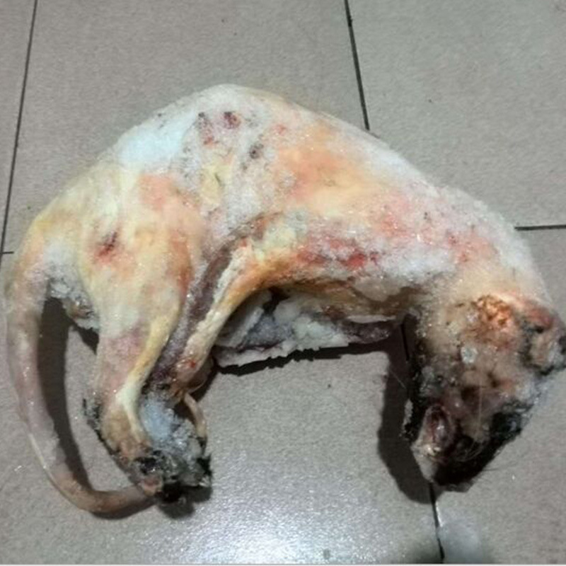 果子狸 每斤55元