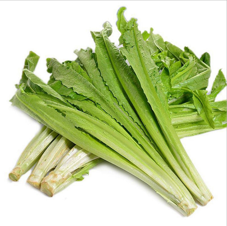 米香油麦菜种子油麦生菜籽生吃蘸酱沙拉凉拌蔬菜种籽批发四季种植