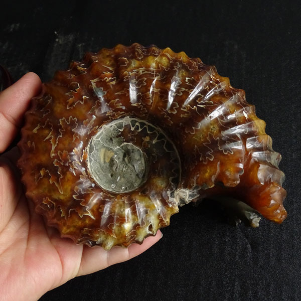 精品马达加斯加 玉化羊角螺化石 动物化石 菊石摆件